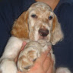 Meet your Posher, Msillini